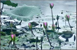 春夜摇曳,浪漫时光里的诗意漫步